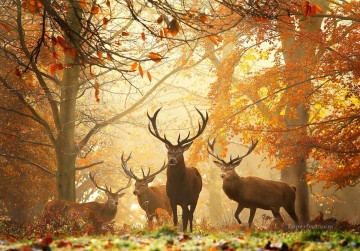 秋の鹿の写真 Oil Paintings